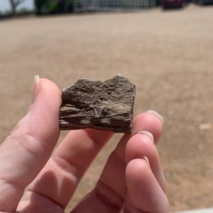 New Mexico Petrified Wood • Ancient Trees • Ancient Petrified Wood Specimen
